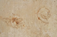 Jura Beige Limestone